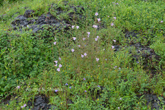 Sopubia stricta